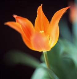 Садовые растения на букву Ш