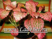 Фиттония (Fittonia)