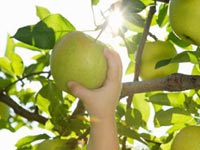 Янкино детство