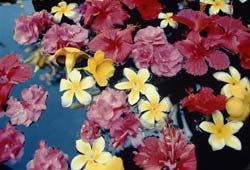 Комнатные растения на букву Я