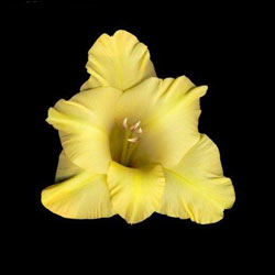 Комнатные растения на букву И