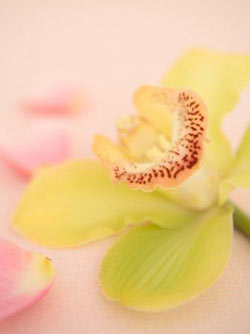 Комнатные растения на букву Х