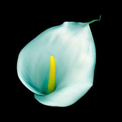 Комнатные растения на букву Л