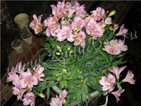 Альстромерия (Alstroemeria)