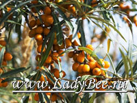Облепиха крушиновая (Hippophae)