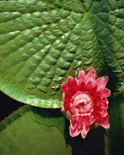 Комнатные растения на букву Ф