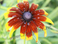Гайлардия (Gaillardia)