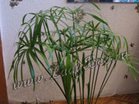 Циперус (Cyperus)