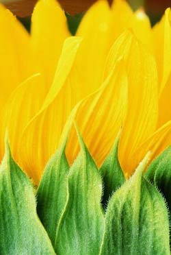 Садовые растения на букву Ю