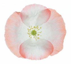 Садовые растения на букву М