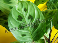 Маранта (Maranta)