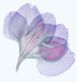 Комнатные растения на букву А