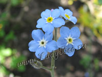 Незабудка (Myosotis)