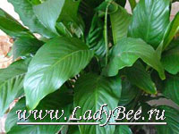 Спатифиллум (Spathiphyllum)