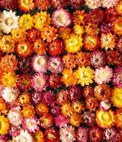 Комнатные растения на букву Г