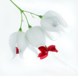 Садовые растения на букву С