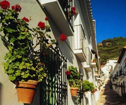 Растения для сада