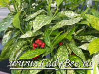 Аукуба (Aucuba)