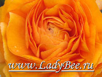 Лютик (Ranunculus)