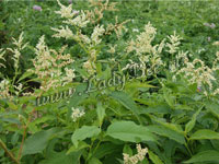 Горец или Полигонум (Polygonum)