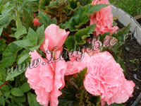 Бегония (Begonia)