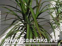 Драцена (Dracaena)