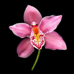 Садовые растения на букву А