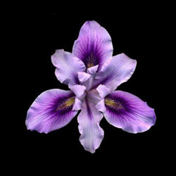 Садовые растения на букву Л