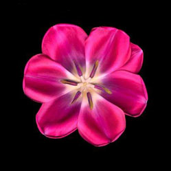 Садовые растения на букву Д