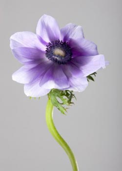 Садовые растения на букву Ж