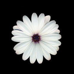 Комнатные растения на букву П