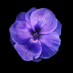 Комнатные растения на букву В