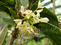 Османтус (Osmanthus)