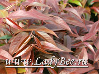 Леукотэ (Leucothoe)