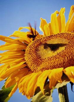 Садовые растения на букву П