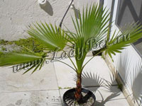 Вашингтония (Washingtonia)