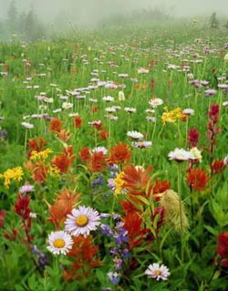 Садовые растения на букву Н