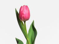 83 занятие - Цветок (лепка)