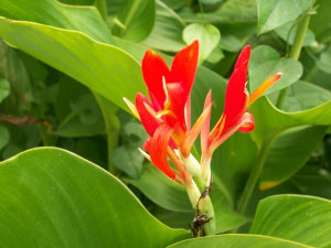 Садовые растения на букву Ц