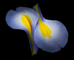 Садовые растения на букву Т