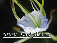 Гименокаллис (Hymenocallis)
