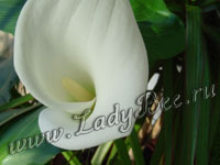 Калла (Calla)