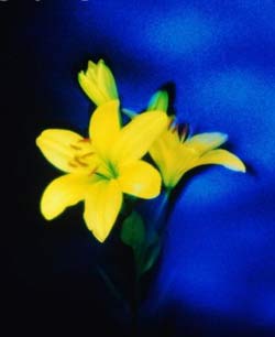 Комнатные растения на букву Р