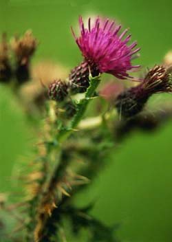 Комнатные растения на букву М