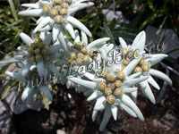 Эдельвейс (Leontopodium)