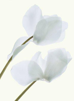 Садовые растения на букву О