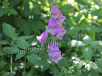 Наперстянка или Дигиталис (Digitalis)