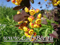 Барбарис (Berberis)