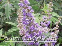 Авраамово дерево или Витекс (Vitex agnuscastus)