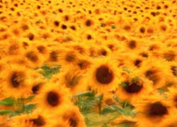 Комнатные растения на букву С